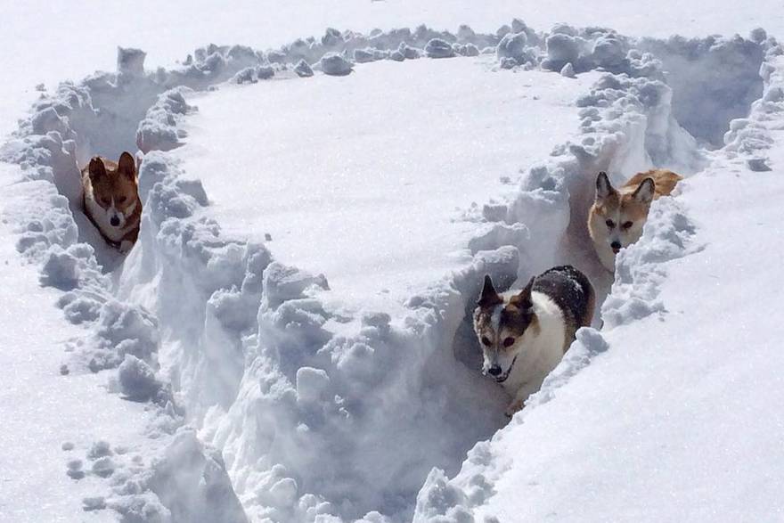 Kad se male šape slože: Psići si napravili put kroz snijeg