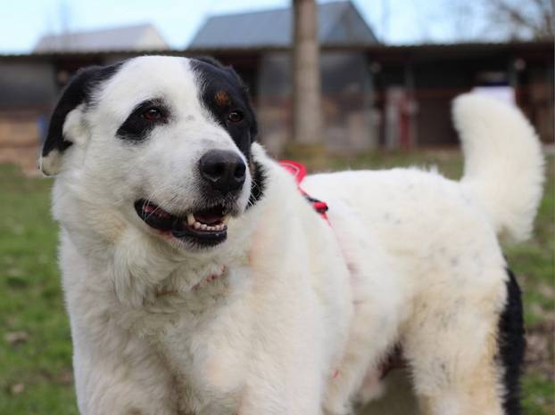 FOTO Ovi preslatki psići iz Noine Arke traže obitelj i stalni dom