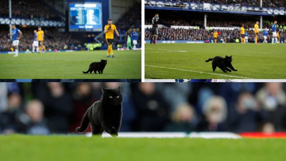 Ima i toga: Crna mačka utrčala na teren i pomogla 'Vukovima'