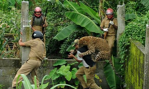 Divlji leopard napao i ozlijedio šestero ljudi, na kraju ga ubili