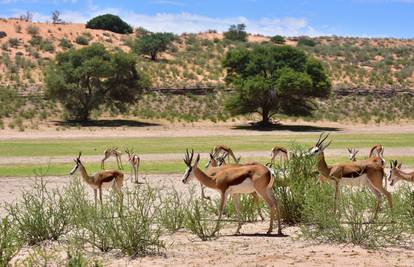 Zbog suše: Namibija će prodati 1000 divljih životinja na aukciji