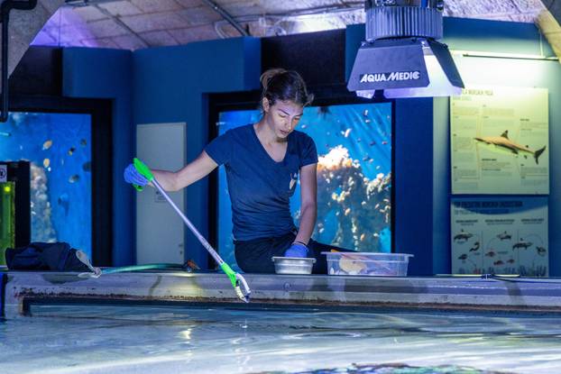 Pula: Novopristigle vrste raža Pjegavi golub u Pulskom akvariju