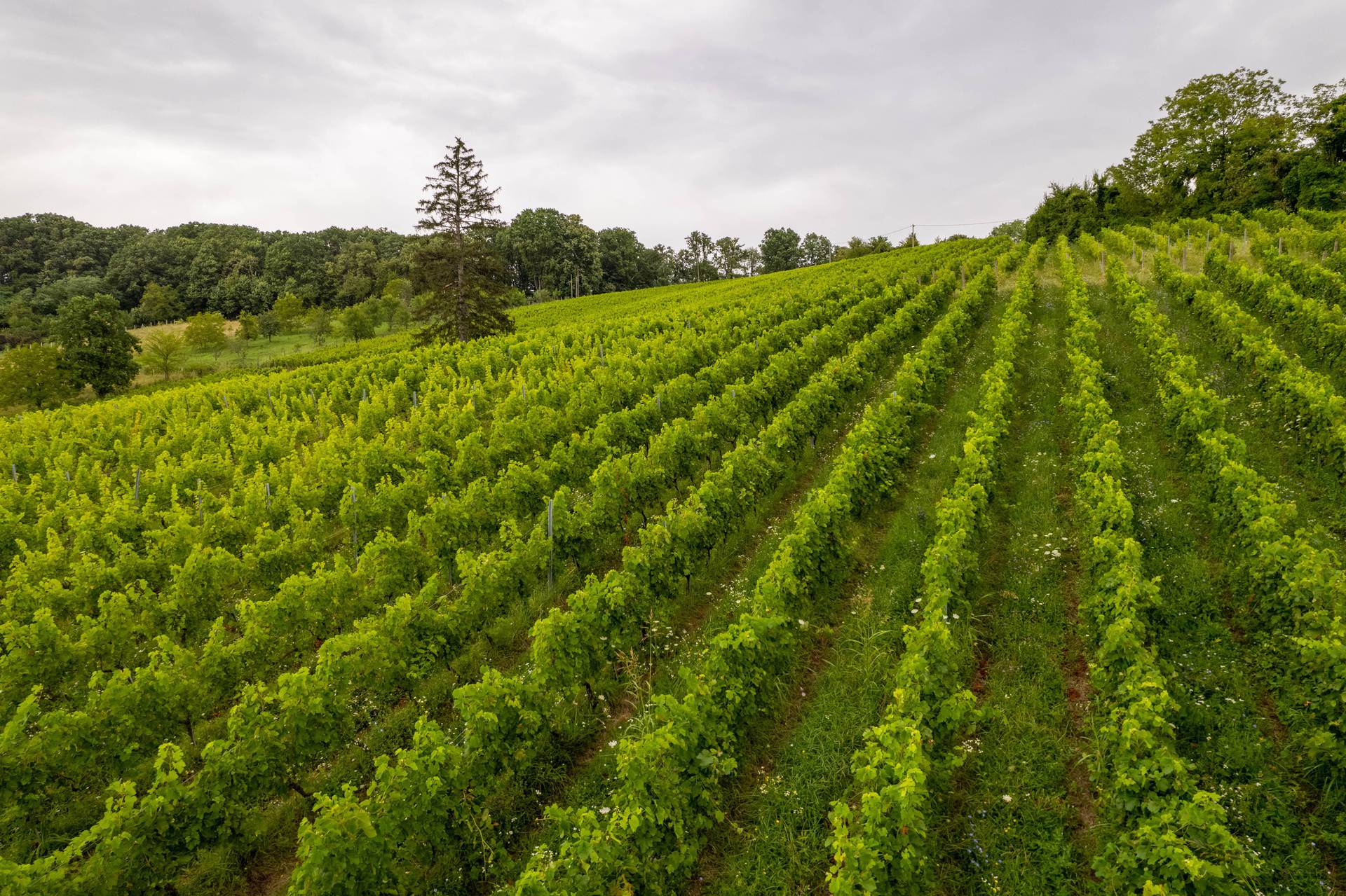 Vina za sva jela - graševina