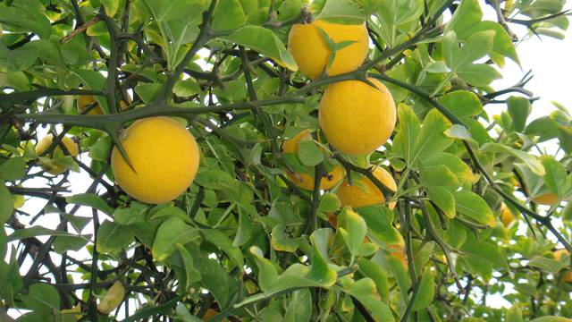 Aromatični sibirski limun može izdržati i oštre zime do -30°C