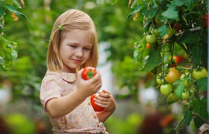 Što sve treba znati o sadnji rajčica? Bitno je sunce, voda...