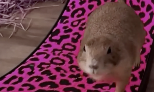 Prerijski pas Doug putuje diljem SAD-a: 'Voli se maziti, bolje mu je sa mnom nego u divljini...'