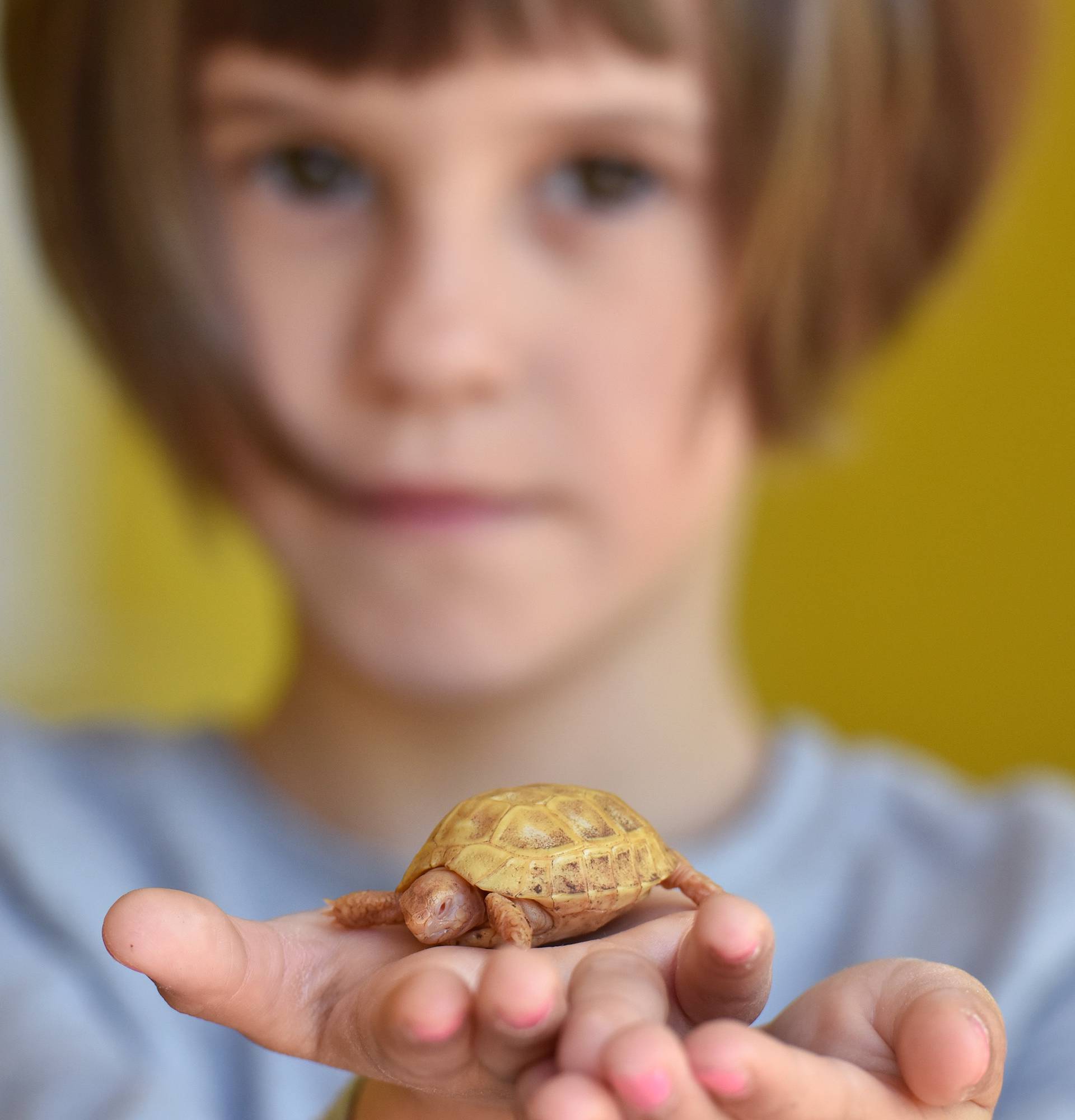 Pronašli  je na cesti:  Ivona (6) brine o albino kornjači Slatkici