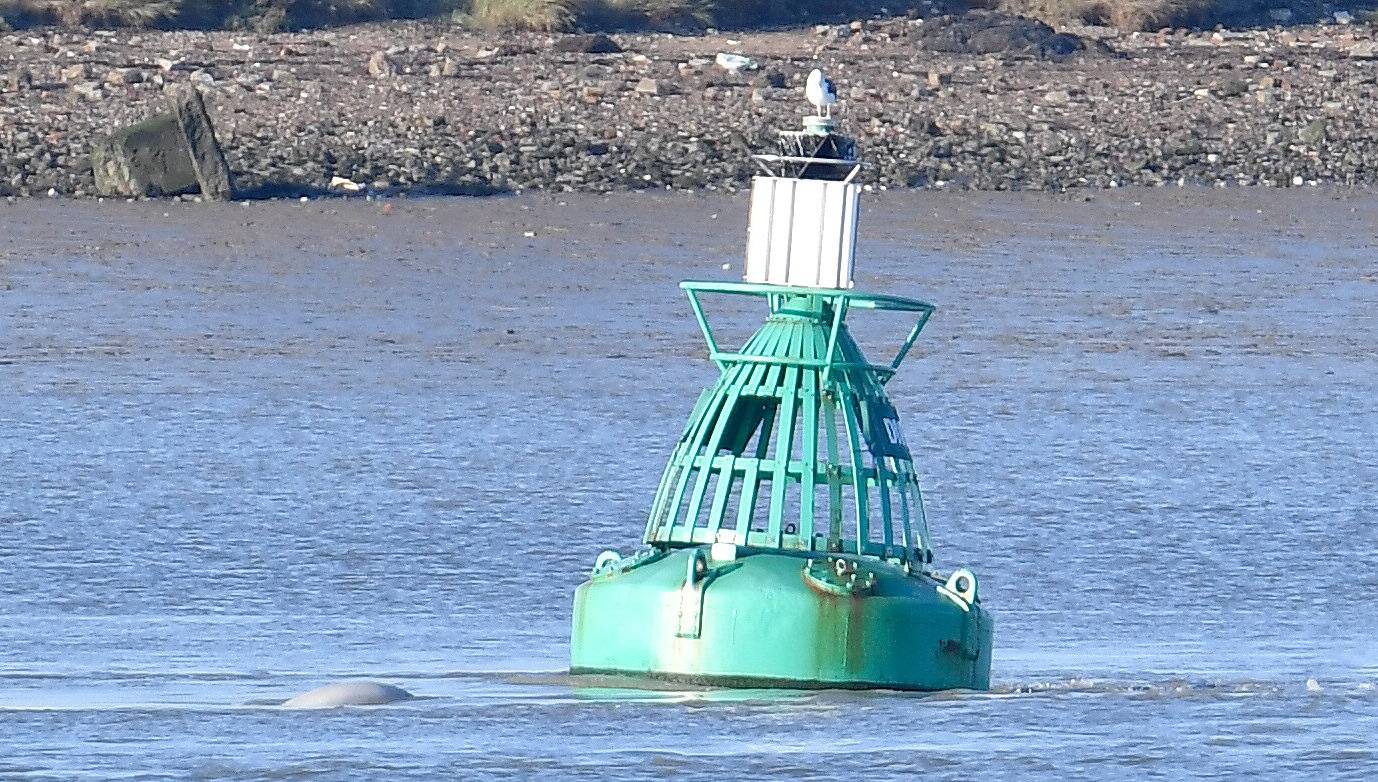 AÂ beluga whale breeches near a buoy on the River Thames near Gravesend east of London