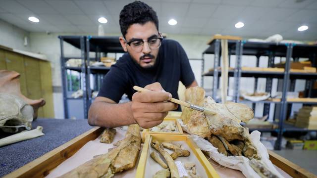 Abdullah Gohar, a researcher at El Mansoura university, works on renovating the 43 million-year-old fossil of a previously unknown amphibious whale species, in Egypt
