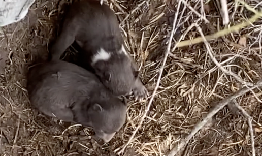 VIDEO Kod Bakra naletio na brlog s medvjedićima, a onda se ukazala i mama: 'Trčao sam...'