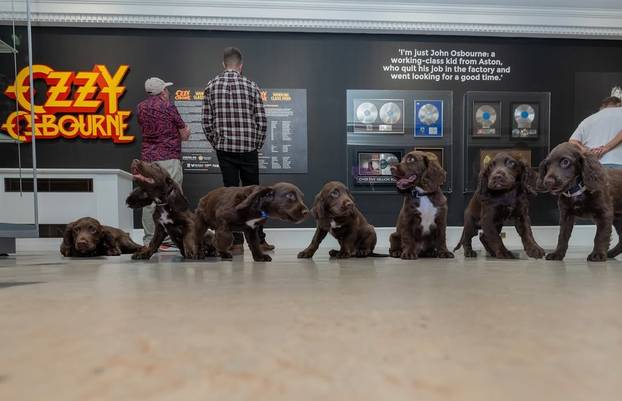 FOTO Ovo je preslatki policijski pas Ozzy, nazvan po Osbourneu. Birmingham oplakuje legendu