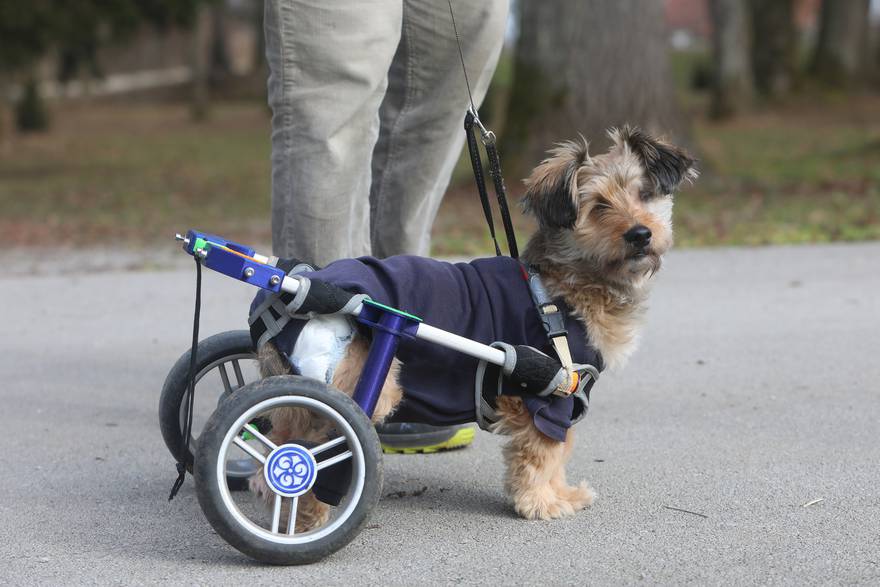 Mjesanac Gizmo usprkos invalidnosti veselo trci parkovima