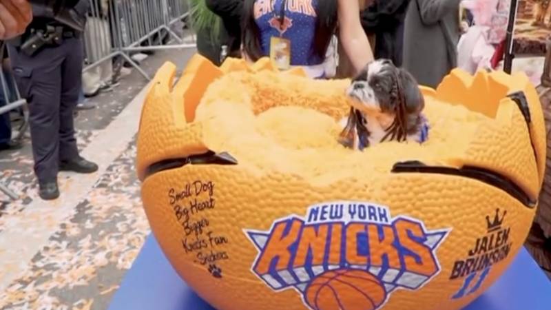 VIDEO Psi u New Yorku pokazali su svoje kostime za Noć vještica