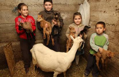 Rekordni okot kraj Sinja: Bilka je ojarila šest kozlića