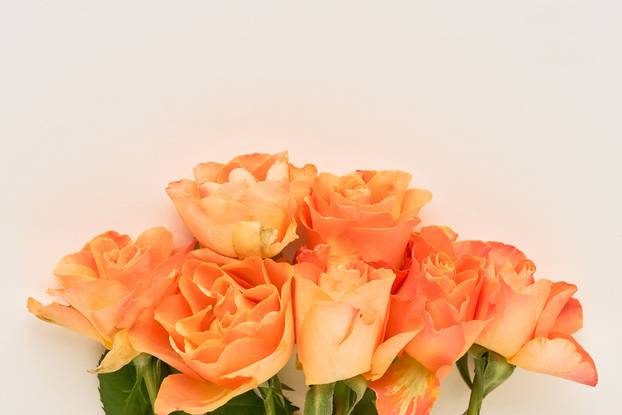 Bunch of orange roses. Mother's day, Valentines Day, Birthday celebration concept. Flat lay